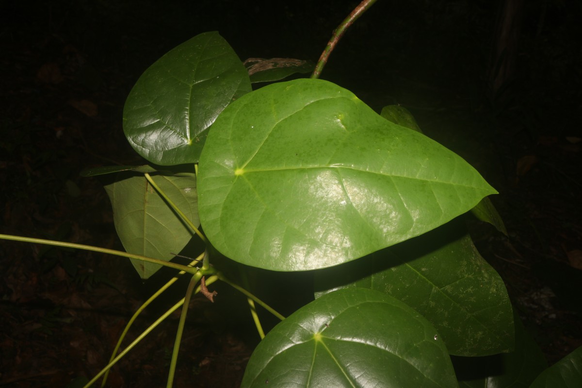 Hernandia nymphaeifolia (C.Presl) Kubitzki